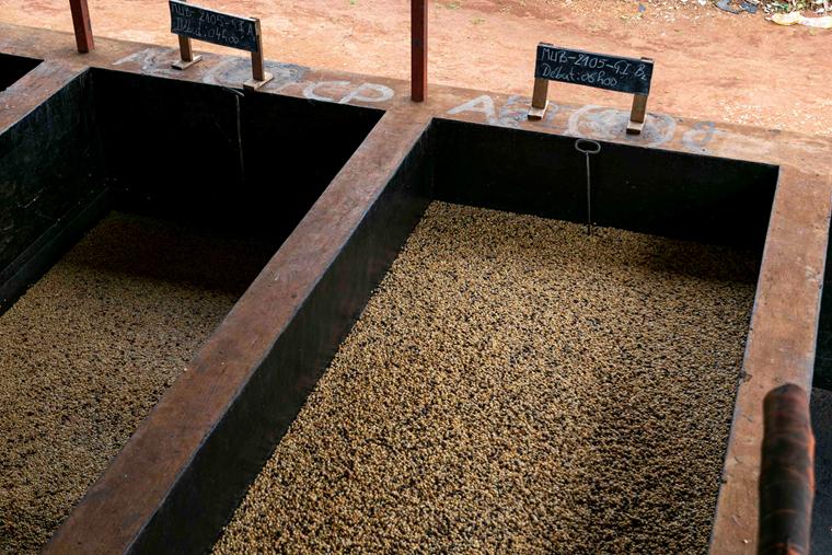 Les méthodes de lavage du café de spécialité - Forts de Café
