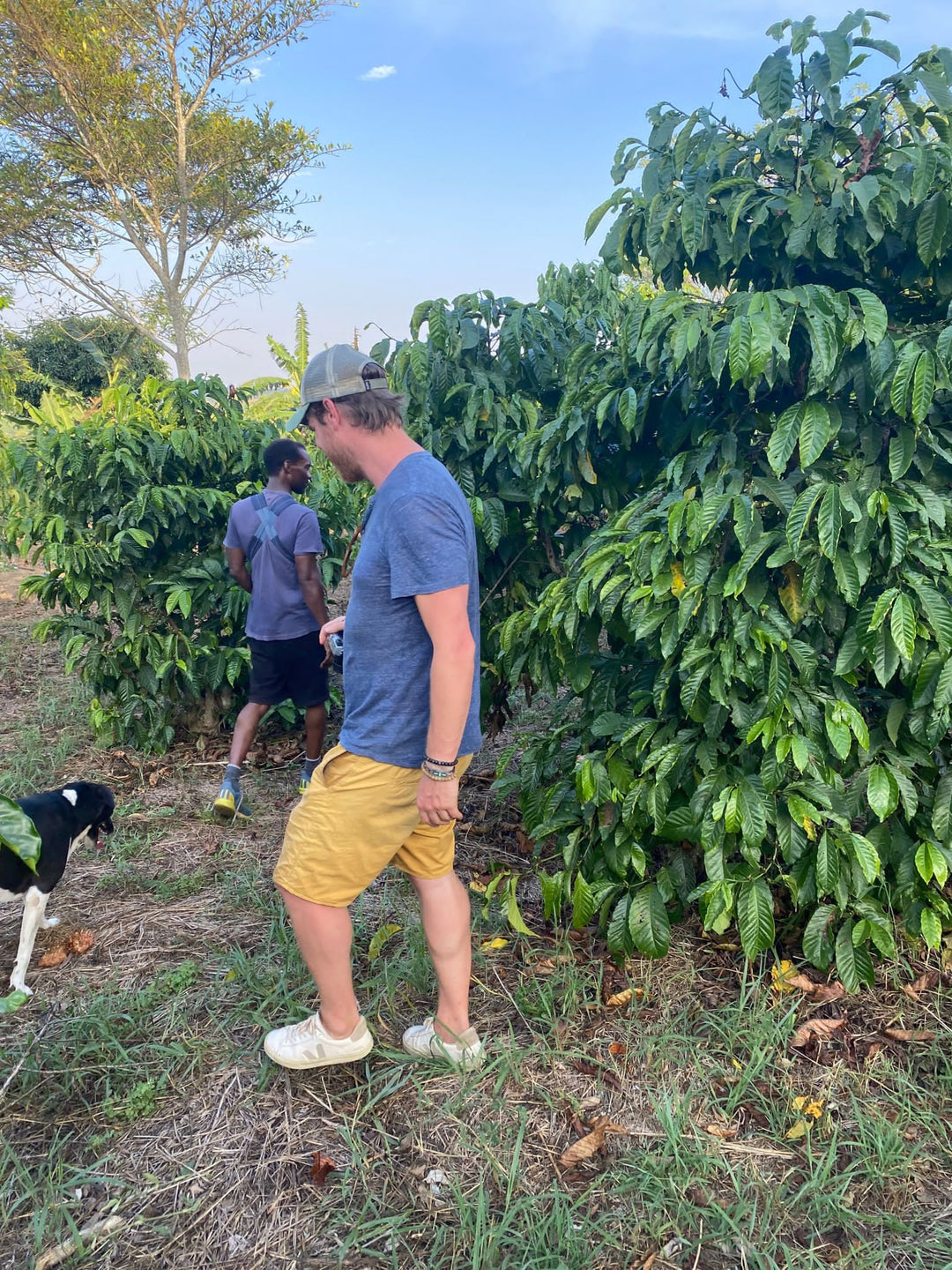 visite des champs de café d'un ferme de café de spécialité Ouganda - Forts de Café